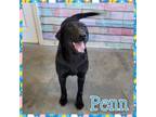 Adopt Penn a Black Labrador Retriever