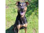 Adopt Rajah a Doberman Pinscher, Mixed Breed