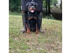 Rottweiler Puppy for sale in Atlanta, GA, USA