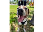 Adopt Wesson a Hound, Blue Lacy