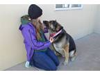 Adopt Chase (In Foster) a German Shepherd Dog