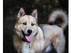 Adopt BUMI a Husky, German Shepherd Dog