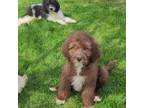 Aussiedoodle Puppy for sale in Granger, WA, USA
