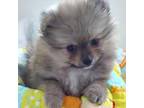 Pomeranian Puppy for sale in Sebring, FL, USA