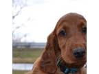 Irish Setter Puppy for sale in Jamestown, TN, USA