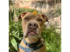 Adopt October a Pit Bull Terrier