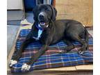 Adopt Andy - Courtesy Listing for Owner a Pointer