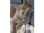 Adopt Smokey a Domestic Short Hair