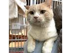 Adopt Benny a Domestic Short Hair