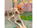 Adopt Maximus a Pit Bull Terrier, Mixed Breed