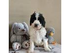 Mutt Puppy for sale in Salineville, OH, USA