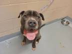 Adopt PERCY a Pit Bull Terrier, Mixed Breed
