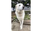 Adopt Samson a Great Pyrenees