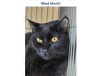 Adopt Mochi a Domestic Short Hair