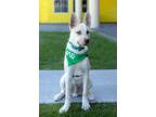 Adopt Styx a Husky, Pit Bull Terrier