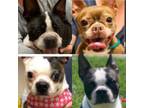 Adopt **DONATIONS** a Boston Terrier