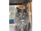 Adopt Chase-FREE WITH APPROVED ADOPTION APPLICATION a Domestic Medium Hair