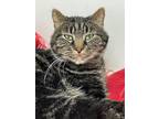 Adopt Catman-FREE WITH APPROVED ADOPTION APPLICATION a Domestic Short Hair