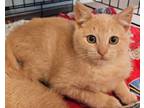 Adopt Ricotta a Domestic Medium Hair