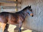 Adopt Stihl a Standardbred