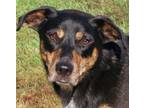 Adopt Shorty a Hound, Mixed Breed