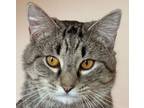 Adopt Tony a Domestic Short Hair