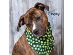 Adopt Chewy a Pit Bull Terrier