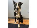 Adopt Winston a Cattle Dog