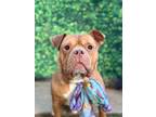 Adopt Chicken Nugget-ADOPT Me! a Pit Bull Terrier