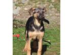 Adopt Keaton a German Shepherd Dog, Anatolian Shepherd