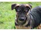 Adopt Buster a German Shepherd Dog, Anatolian Shepherd