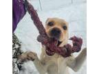 Adopt Rongo *Sponsored* a Labrador Retriever