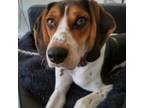 Adopt Lars a Hound