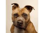 Adopt Ernie - Take My Lead Dog a American Bully