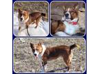 Adopt Doba a Australian Cattle Dog / Blue Heeler