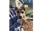 Adopt Milo (PUPPY) a German Shepherd Dog