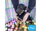 Adopt Mav (PUPPY) a German Shepherd Dog