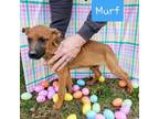 Adopt Murf (PUPPY) a German Shepherd Dog