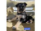 Adopt Quaid (PUPPY) a German Shepherd Dog
