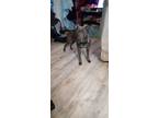 Adopt Dog in mattoon needing home a American Staffordshire Terrier