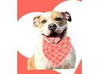 Adopt Killian a American Staffordshire Terrier