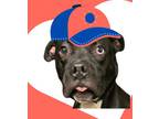 Adopt King a American Staffordshire Terrier
