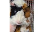Adopt Male Baby Guinea Pigs a Abyssinian