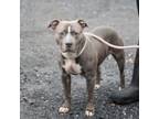 Adopt Fat Head a Pit Bull Terrier, Mixed Breed