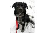 Adopt Denver a Border Collie, Mixed Breed