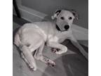 Adopt Jared a Great Pyrenees, Labrador Retriever