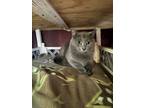 Adopt Sterling a Domestic Short Hair, Russian Blue