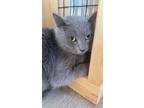 Adopt Sterling a Domestic Short Hair, Russian Blue