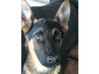 Adopt Perseus - Adopt Me! a German Shepherd Dog