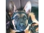 Adopt Aries - Adopt Me! a German Shepherd Dog